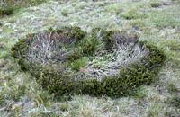 Shrub in grazed grassland